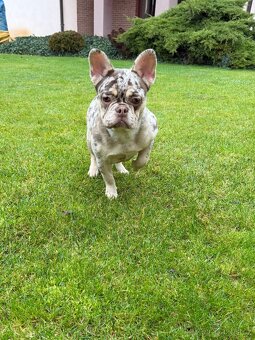 Francouzsky buldoček rojo tan merle fenka - 6