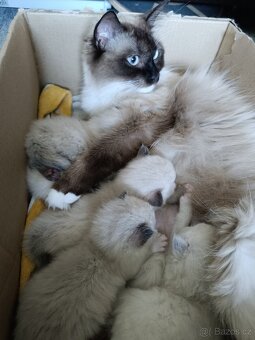 Ragdoll čistokrevná koťata bez papírů - 6