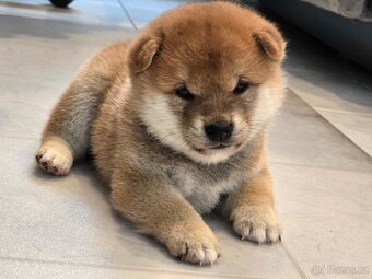Prodej shiba s PP - 6