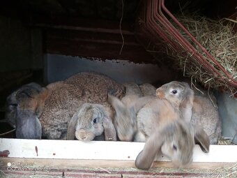 Francouzský beran - 6