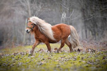 Připouštění hřebcem Shetland pony - 6