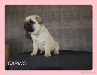 MOPS s PP. - 6
