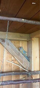 Rosela penant samice rok 2025 - 6