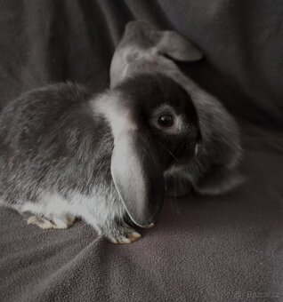 Zakrslý beránek králíček - 6