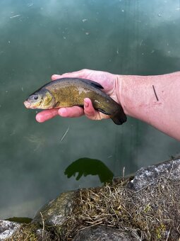 Prodej kapra štiky lína bílé ryby - 6
