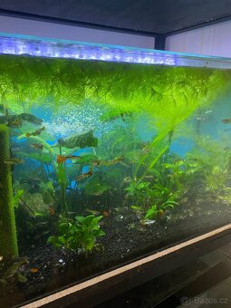 Akvarijni rybičky - 6