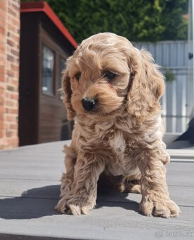 Cockapoo Cavapoo Maltipoo pudel - 6