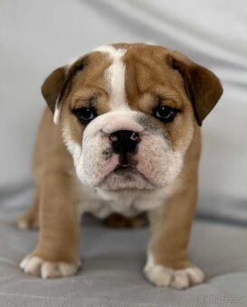 Anglicky Bulldog - 6