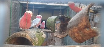 Prodám Penant červený straka, Papoušek Horský, Kakadu Růžový - 6