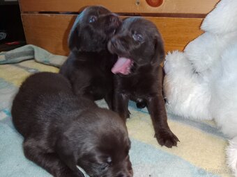 Labradorský retrívr štěně - 6