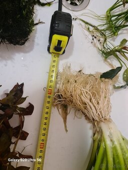 Akvarijní rostliny - 6