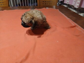 Boloňský psík bez PP - 6