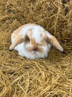 Mini lop zakrslí beránci - 6
