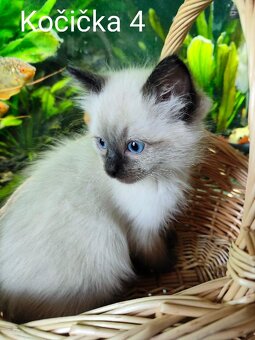 Ragdoll koťátka bez PP - 6