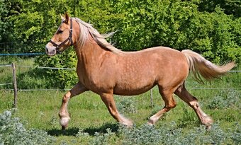 Klisna welsh cob 9 let - 6