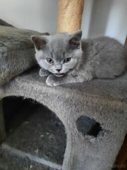 poslední britské kotě bez PP. - 6