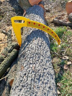 Hruška - kmen na pořez - 6