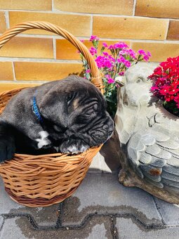 Cane Corso - 6