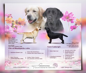 Labradorský retrívr s PP - 6