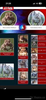 American Bully fenka s exkluzivním rodokmenem - 6