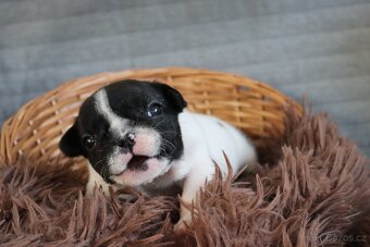 Francouzský buldoček s PP - 6