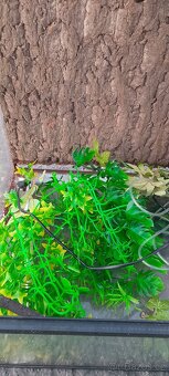 Prodám terárium příslušenství - 6