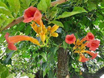 Trubač  nejen k pergole, plot, zidku ...ap. - 6