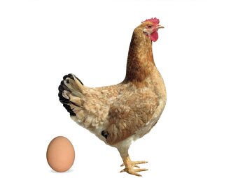 První jarní prodej kuřic 28.2.26 Hodkovice n. Mohelkou - 6