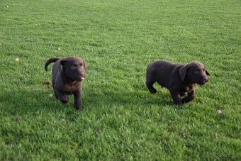 Labradorsky retrivr čistokrevný - 6