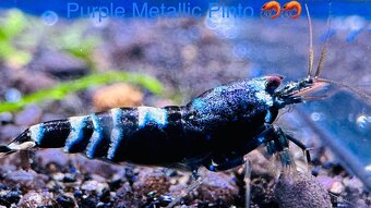 TOP AKVA KREVETKY PREMIUM Caridina a Neocaridina - Odchovy - 6