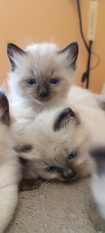 Ragdoll kotatka - 6