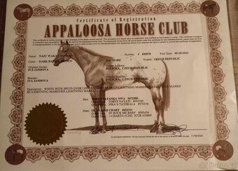 Appaloosa - 6