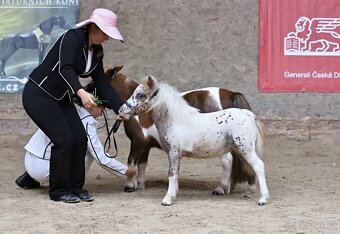 Prodám tříletou klisnu minihorse - 6