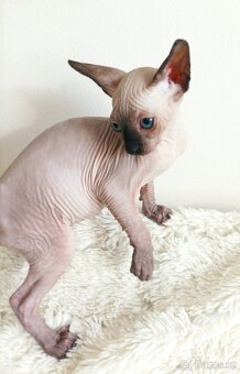Kanadský sphynx - 6
