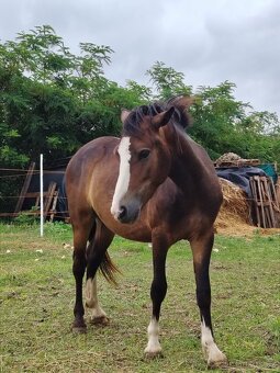 Prodám Welsh padr bret - 6