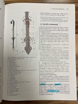 Anatomie 3 - Čihák - 6