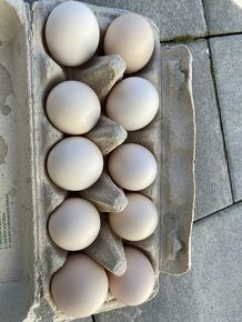 Násadové vajcia Maransky, Bresse Gauloise modrá, biela - 6