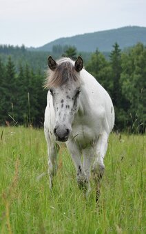 APPA valach - 6