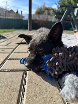 Německý ovčák - štěňatas PP - 6