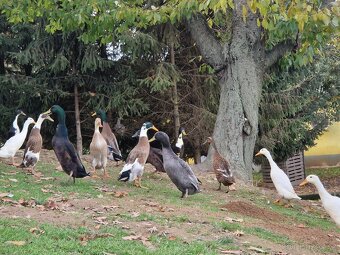 Indický běžec - 6