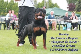 Rotvajler, rottweiler, RTW s PP - 6