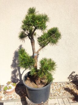 Tvarovaný strom, bonsai, niwaki, yamadori - 6