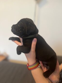 Štěně cane corso - 6
