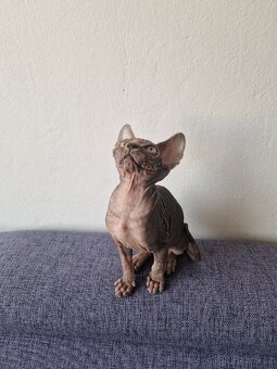 Kanadský sphynx bez PP - kluk - 6