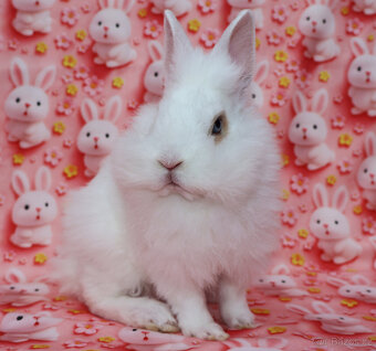 Zakrslý králíček krátkouchý sameček rex LT modrá očka. - 6