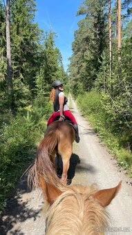 Prodám Valacha ČT, 7 let - 6