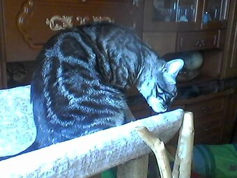 Bengálský kocourek s PP - 6