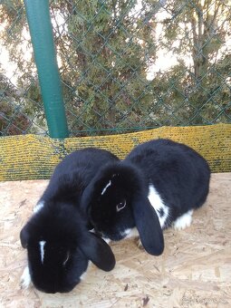 Králíčata zakrslých beránkú - 6