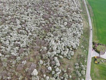 Exkluzivně nabízíme k prodeji ovocný sad o výměře 1850 m². - 6
