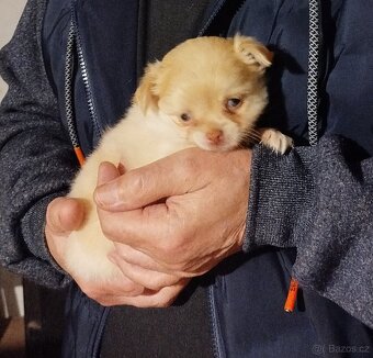 Čivava dlouhosrstá - 6